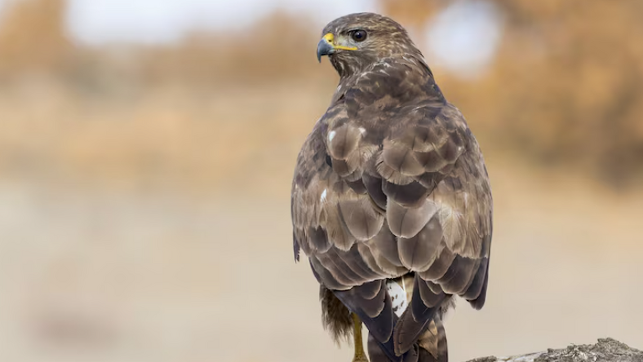 Белоголовый орлан уронил кота на легковой автом...