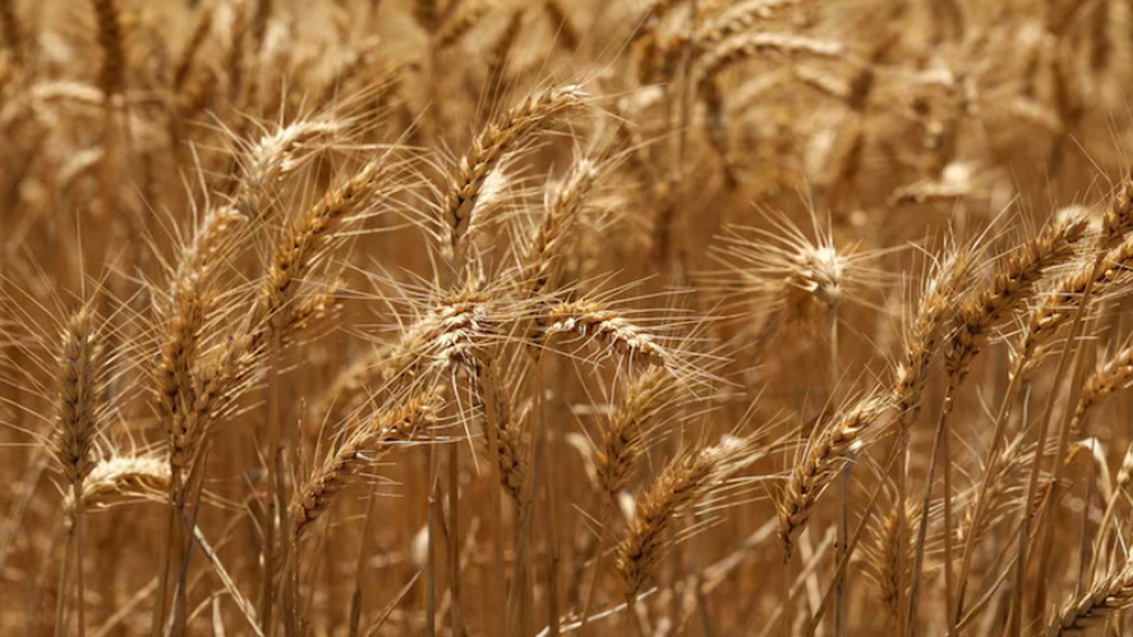 Прошло исследование: открыта возможность создания зерновых, устойчивых к климату Исследование выявило в семенах ячменя генетичес...