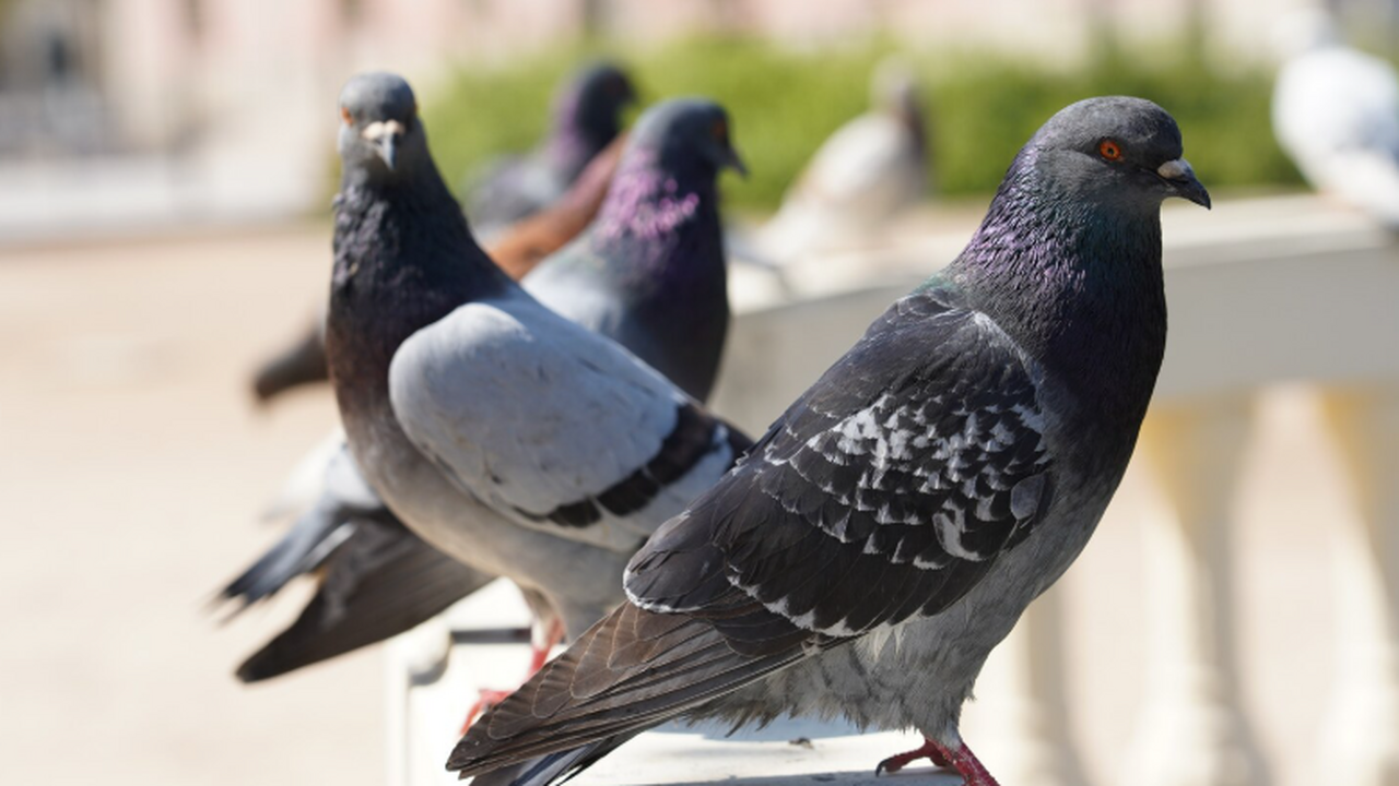 В Neiry сообщили, что система с нейрочипами на ...