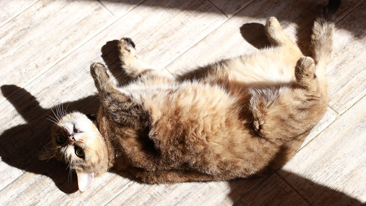 Почти половина опрошенных останется дома