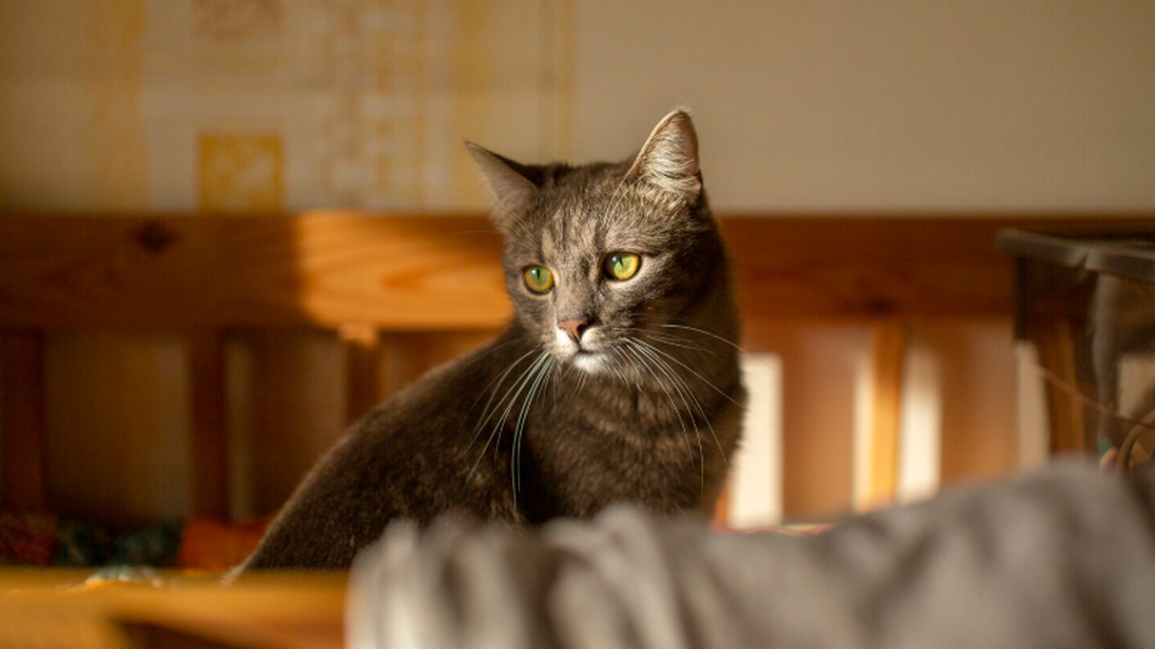 В Финляндии автомеханика незаконно уволили после смерти кота Автомеханика уволили за больничный после смерти...