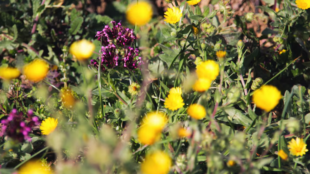 Исследователи выявили, что популяции алого миму...