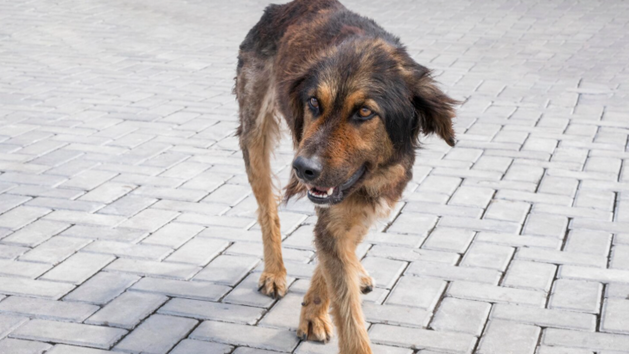 На территории Самары введен карантин из-за беше...