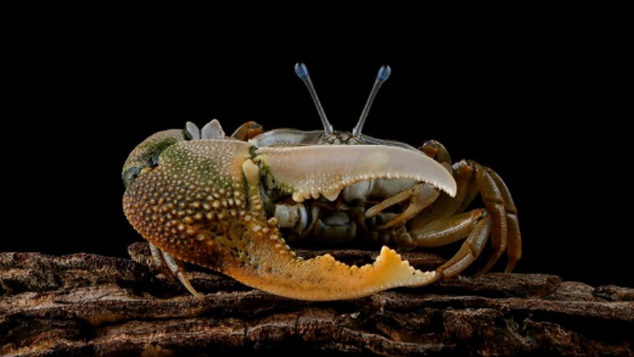 Сверхгигантские ракообразные Alicella gigantea могут населять 59% морского дна Сверхгигантские ракообразные могут обитать на г...