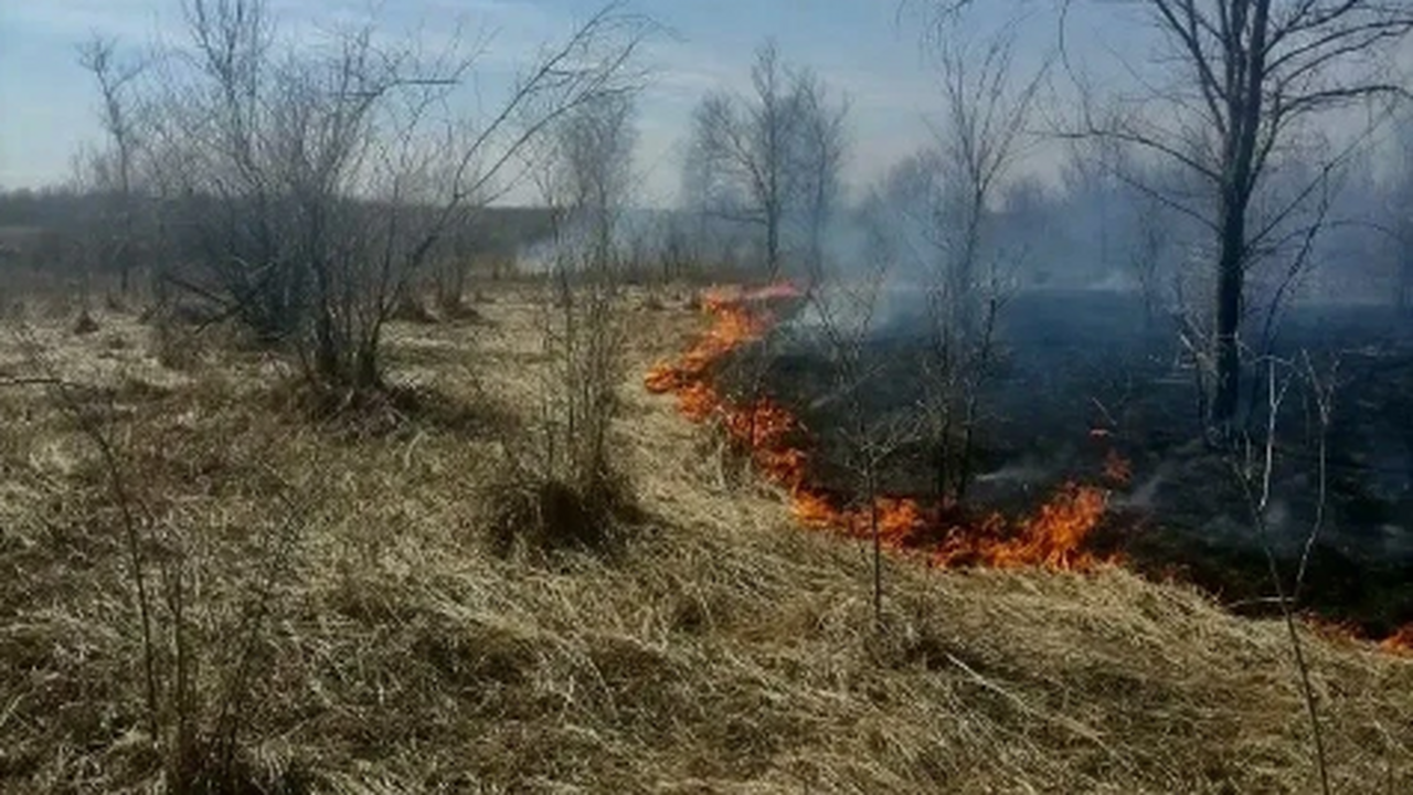 Три природных пожара ликвидировали лесники в Самарской области Удалось избежать распространения пожара на лесн...