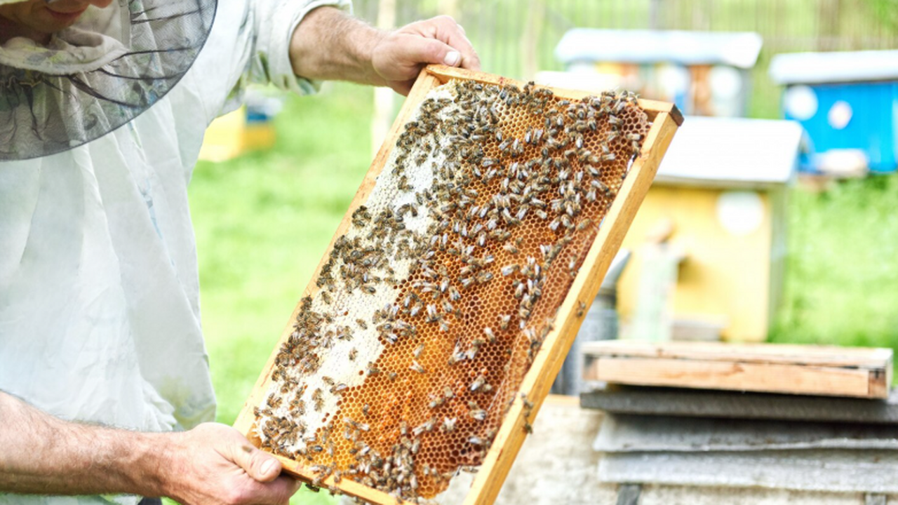 Медоносные пчёлы создают устойчивые «танцевальные зоны» внутри ульев Учёные показали, что медоносные пчёлы концентри...