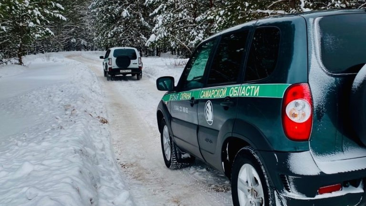 Срубил сосну диаметром 8 см — получил уголовное дело: новые реалии в Самаре Минприроды и Госавтоинспекция проводят операцию...