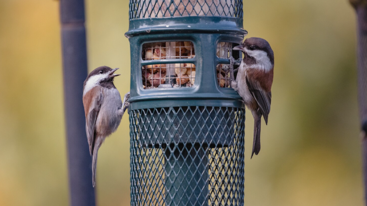 Ученые создали белковый концентрат из гороха дл...