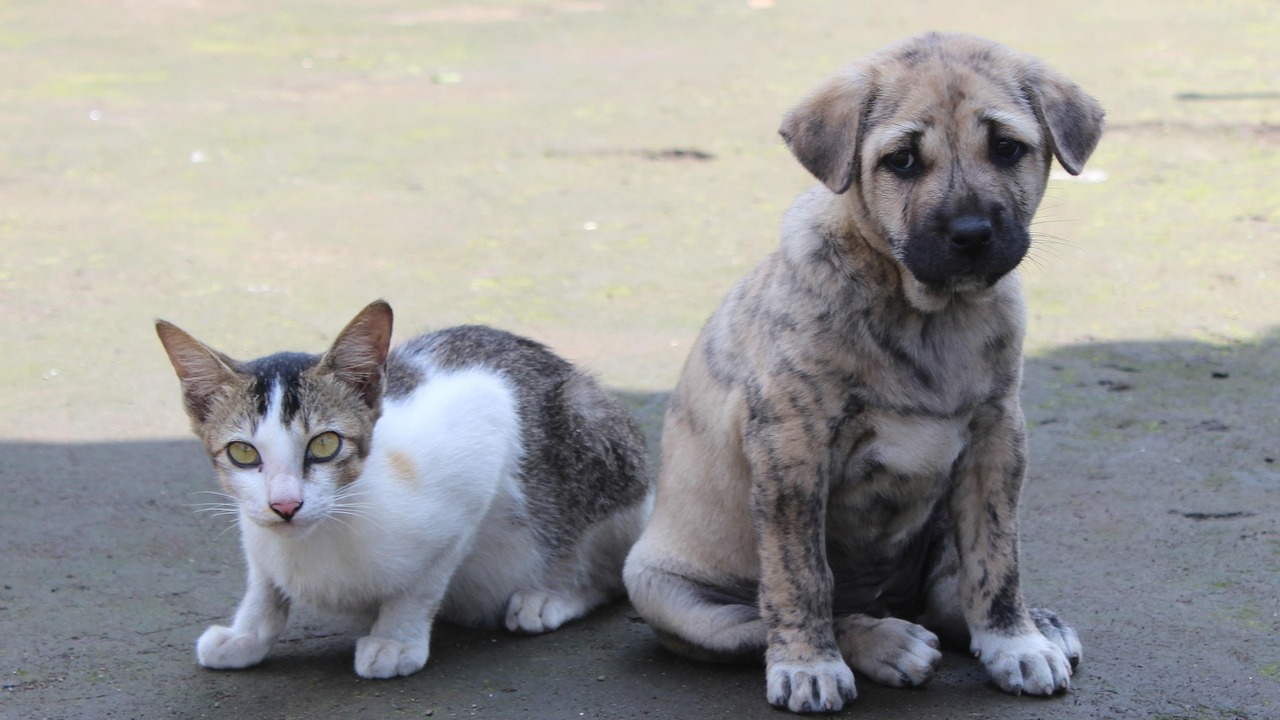 Фестиваль для бездомных животных откроется в ТЦ «Мега» в Самаре 29-30 ноября Гости мероприятия смогут забрать домой четверон...