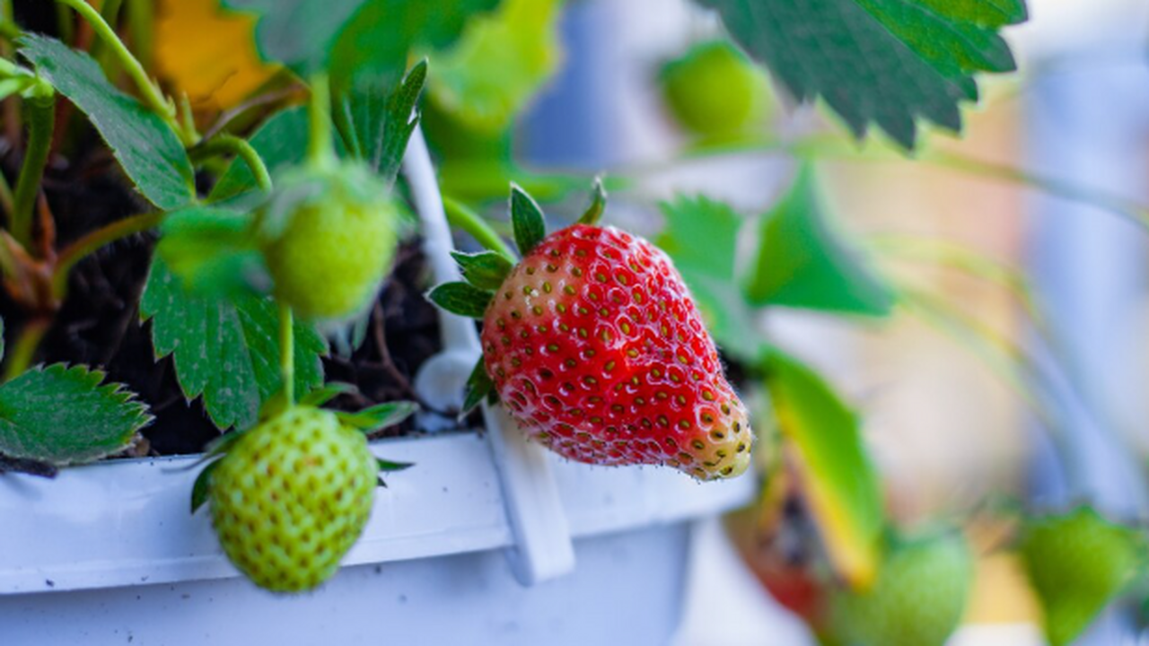 Клубника на подоконнике зимой: как вырастить ур...