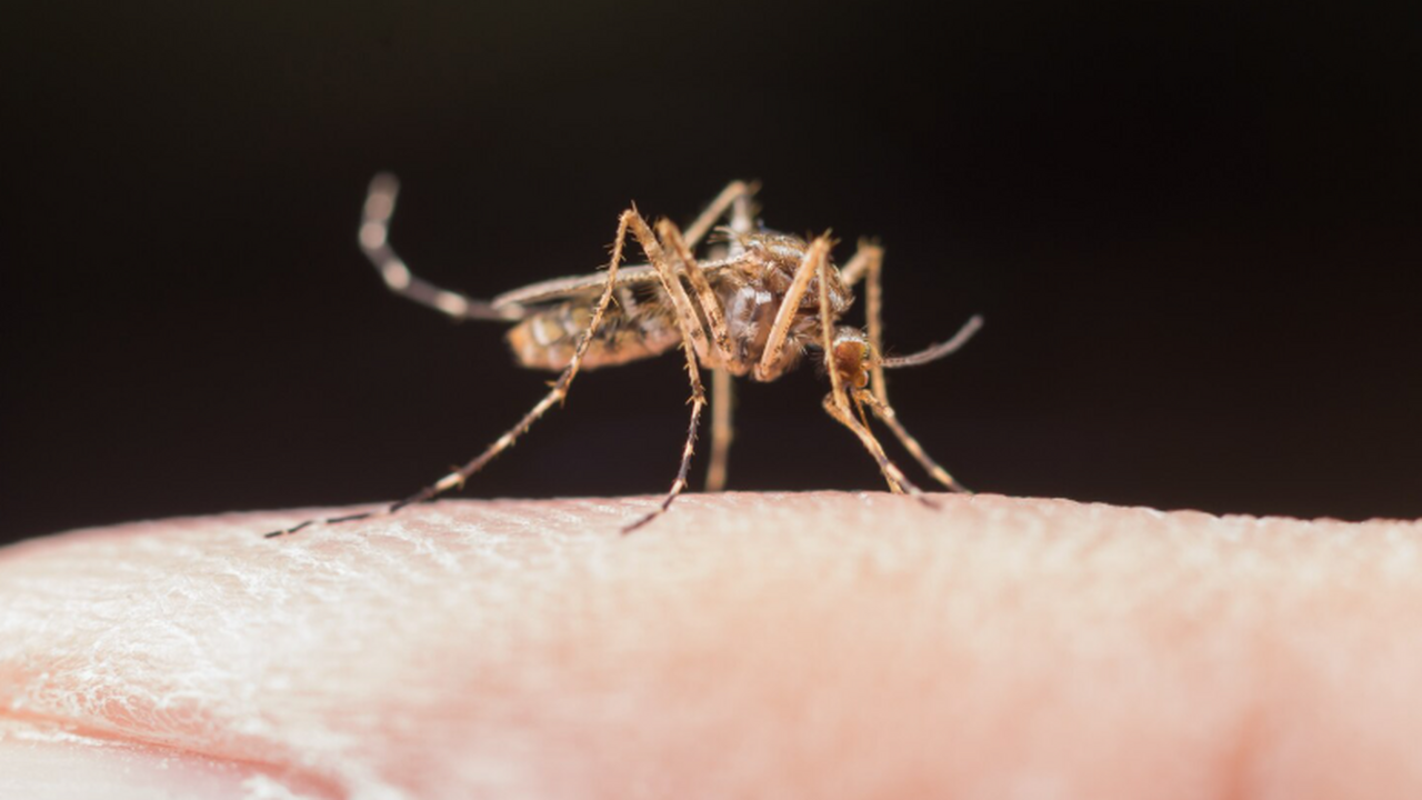  Исследователи выявили белок ARK1, критически в...