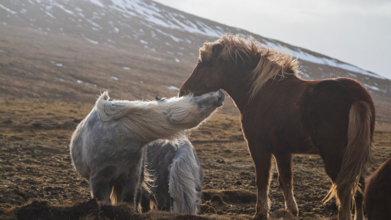 Исследование выявило в экскрементах местных мле...