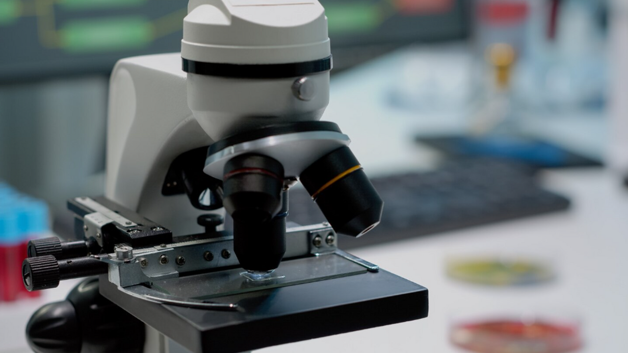 Палеоботаники выявили прототакситы, которые не ...