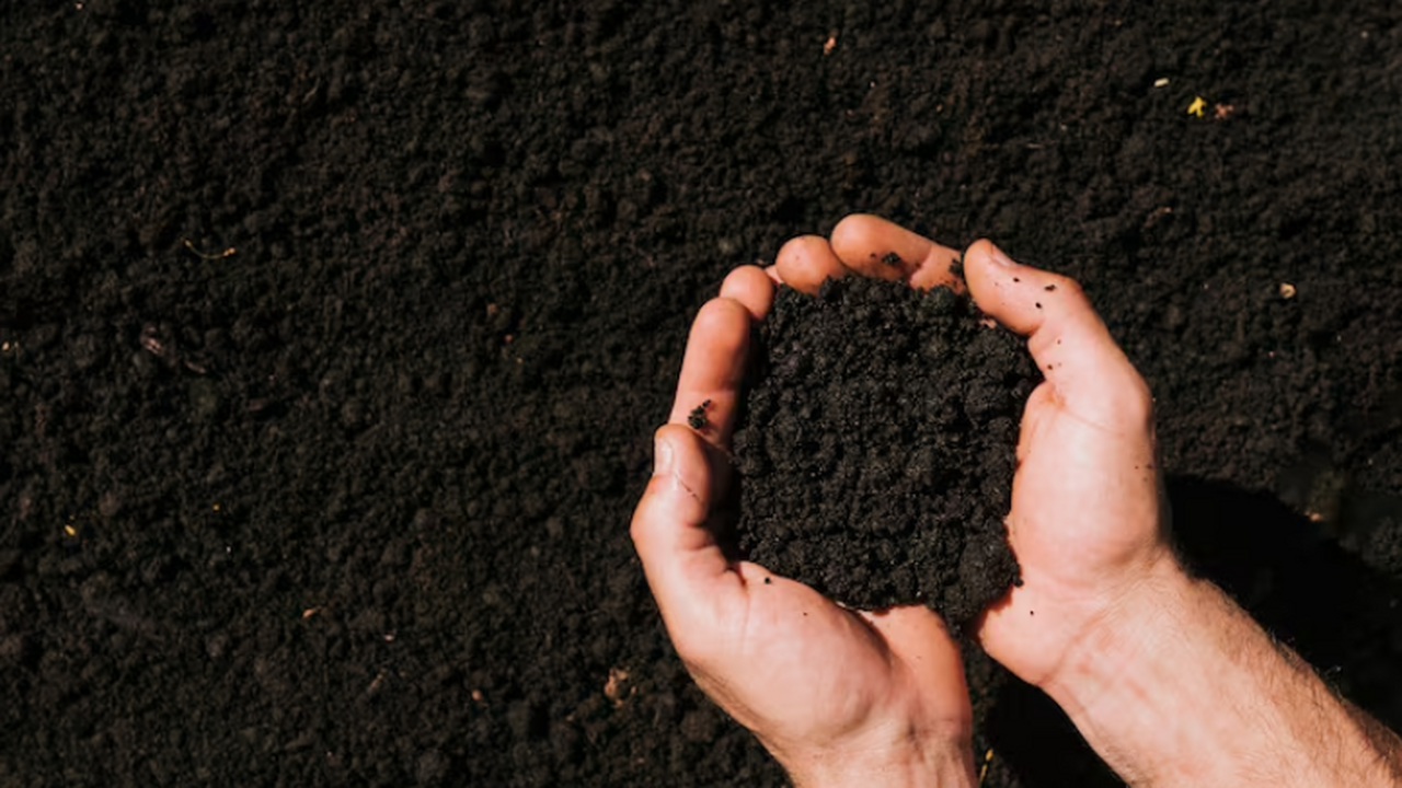 Учёные проанализировали древнюю ДНК растений из...