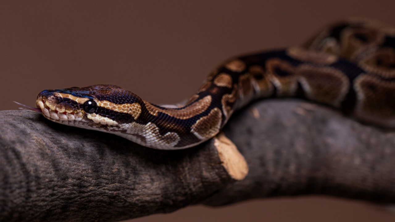 Палеонтологи обнаружили на Тайване позвонок дре...