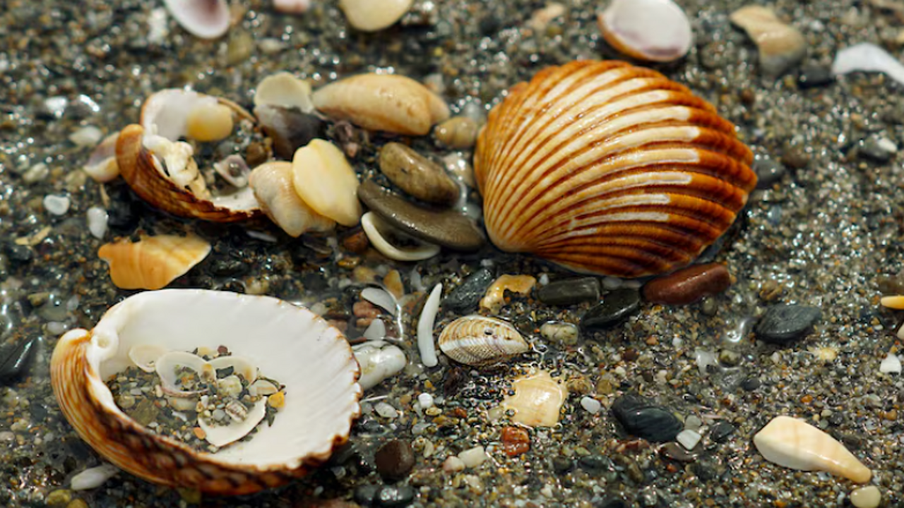 Новый моллюск Вадацуми: «чашечка» с глубины 5000 м и роль в экосистеме В северо‑западной части Тихого океана японские ...