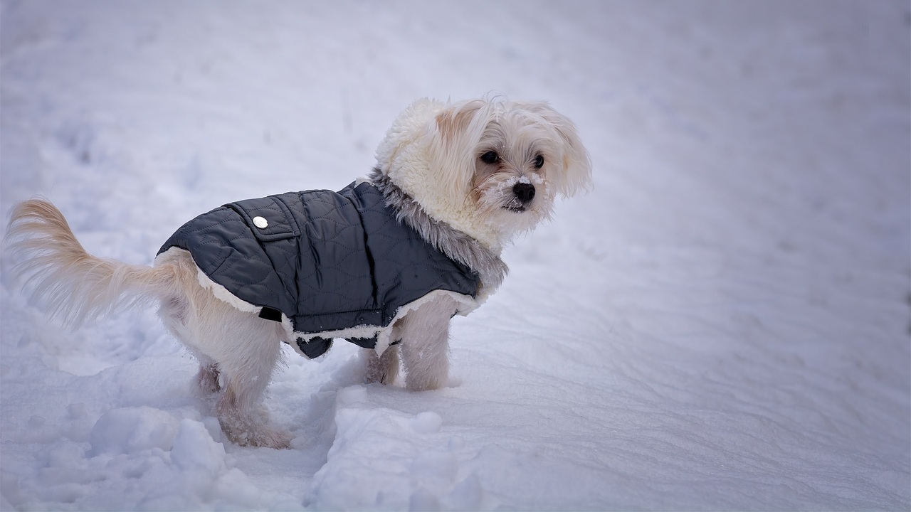 Сам состав городского снега может представлять ...