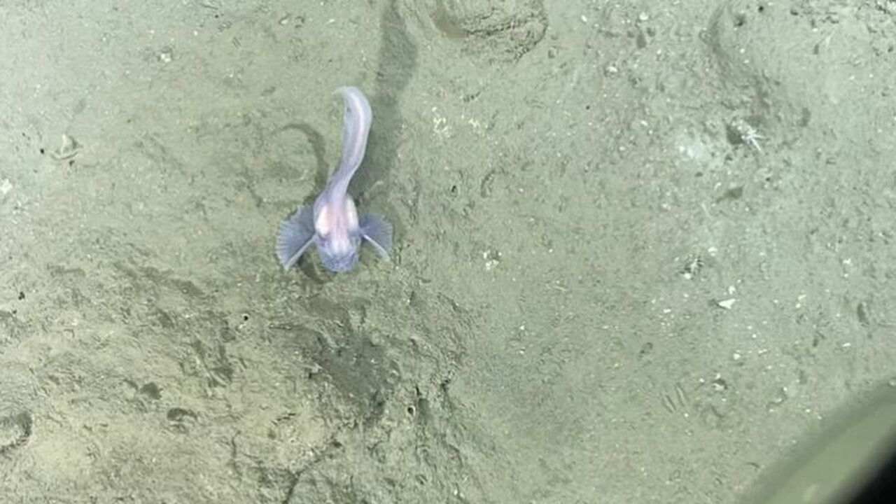 Ученые изучили жизнь в океанских желобах на глубине до 9,8 км Обнаружено более 30 тысяч подводных организмов