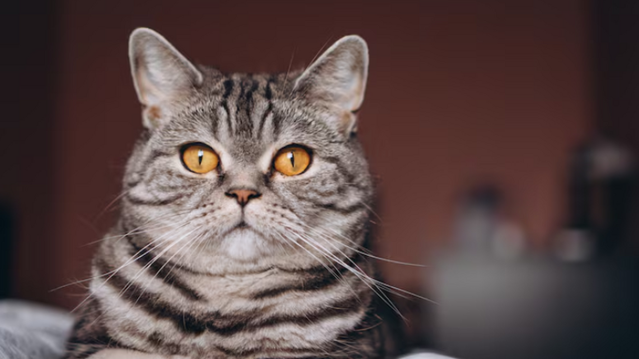 В аэропорту Стамбула нашли кошку россиянки, сбе...