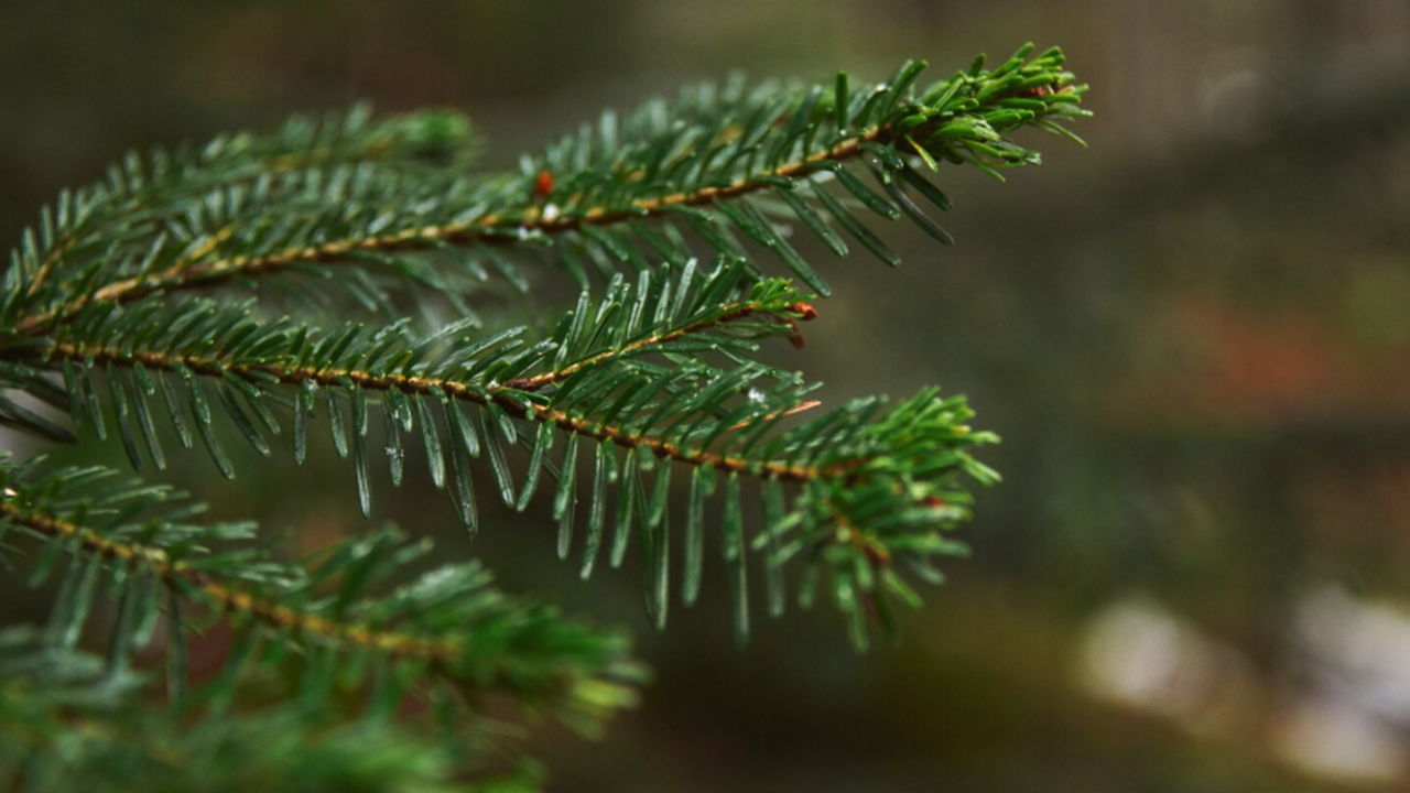 Учёные установили, что древесина скрипок Стради...