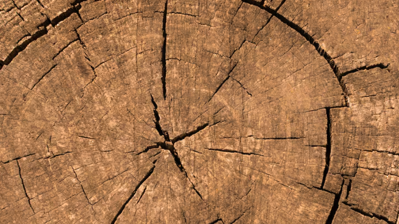 Годовые кольца деревьев помогут раскрыть тайны истории воды Новые исследования показывают, что годичные кол...