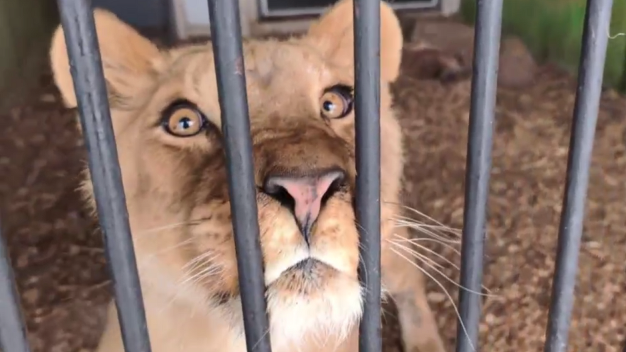 Сейчас львица Сабра привыкает к новым условиям ...