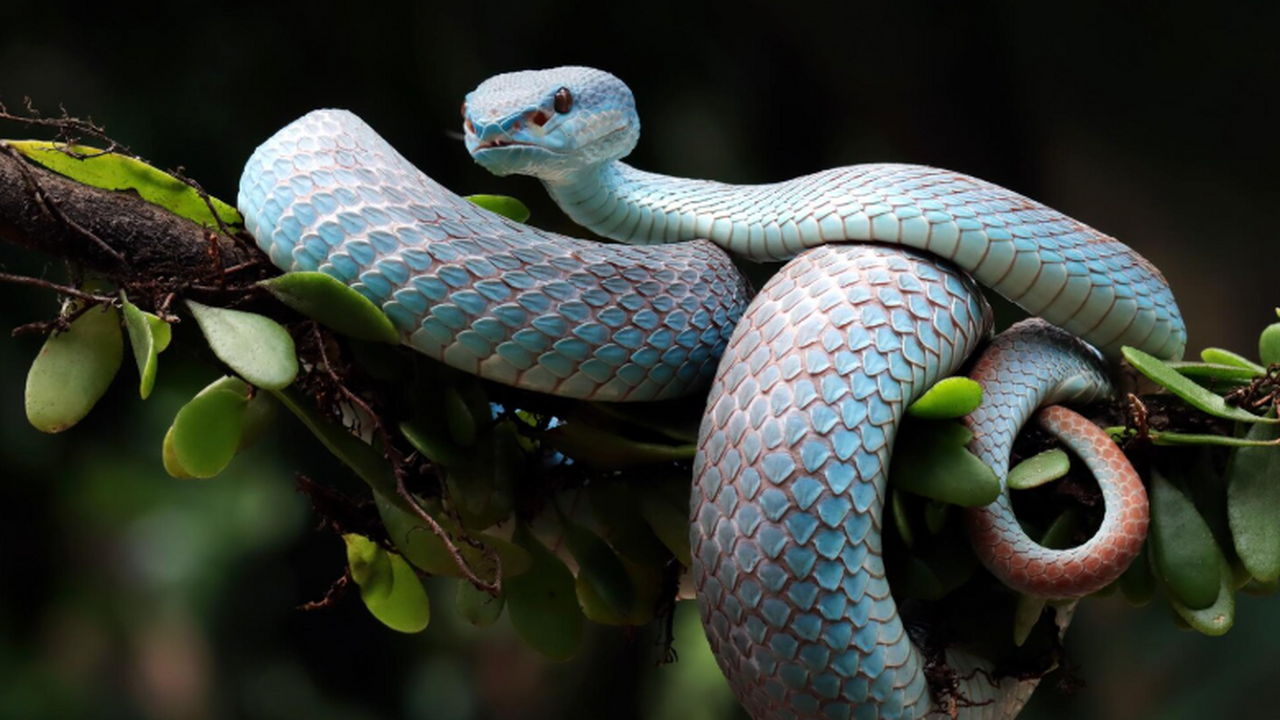 Исследователи из Дании ввели яды 18 опасных афр...