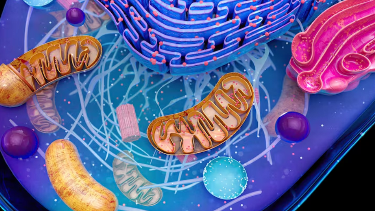 EPFL: митохондрии используют физический механиз...