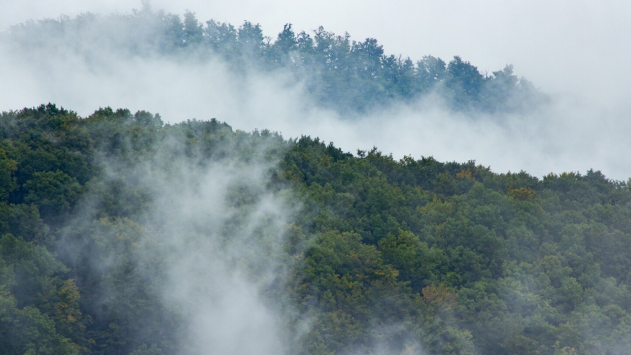 Учёные связали дым лесных пожаров с высокой сме...