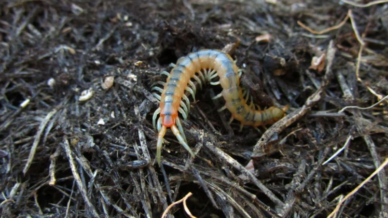 Учёные МГУ доказали, что Thelepus cincinnatus в...
