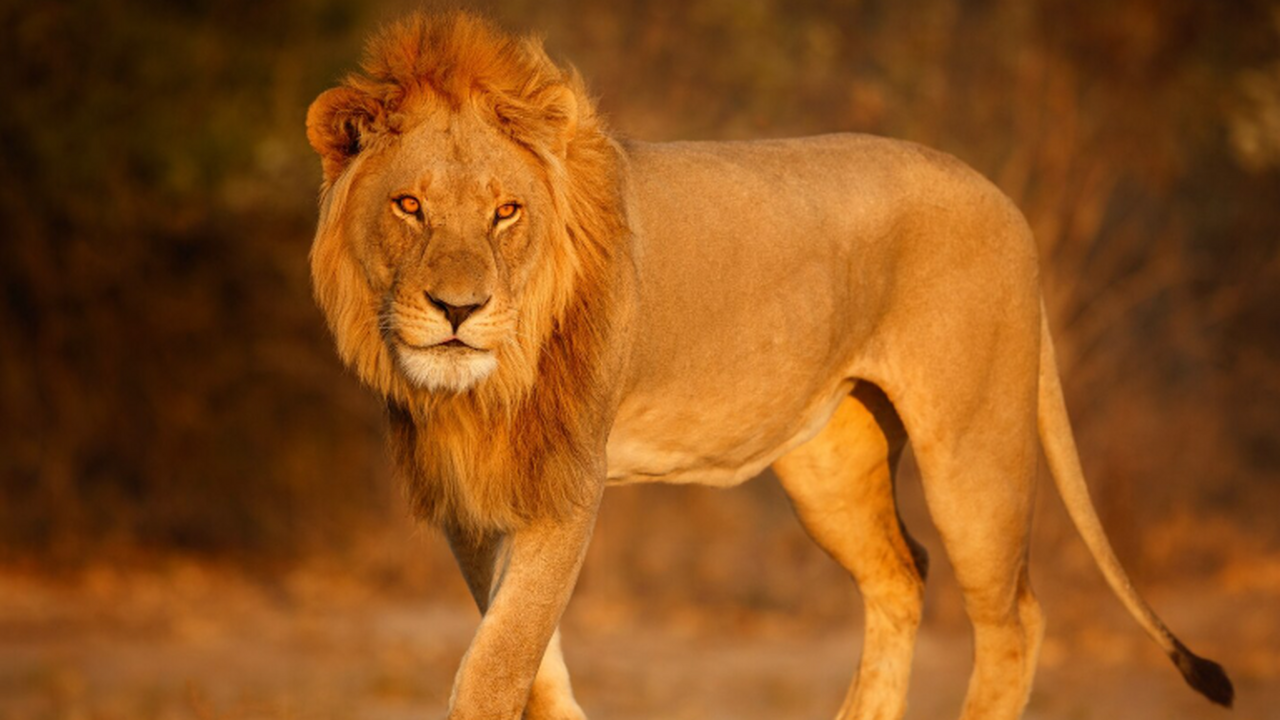 Олег Зубков: лев, напавший на меня в «Тайгане», остаётся в саванне с прайдом Директор сафари‑парка «Тайган» в Крыму Олег Зуб...