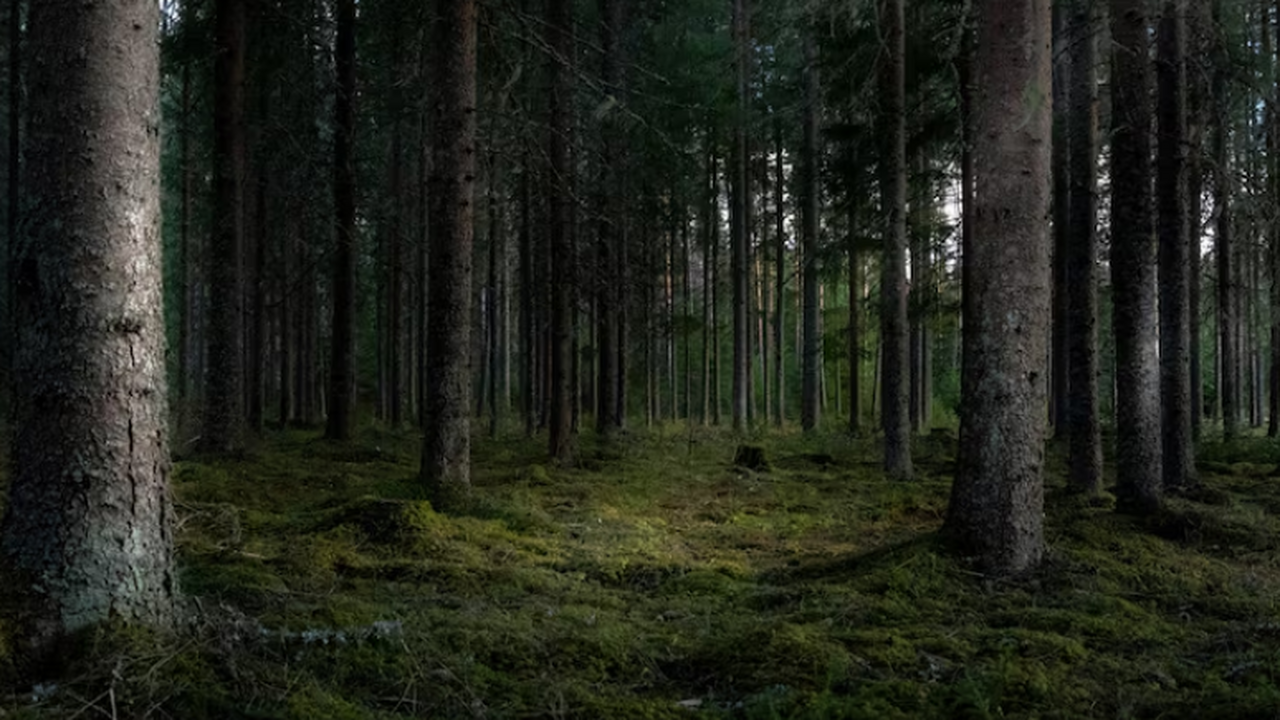 Мангровые леса страдают из-за длительного дефицита кислорода в воде В тропических мангровых лесах длительное время ...