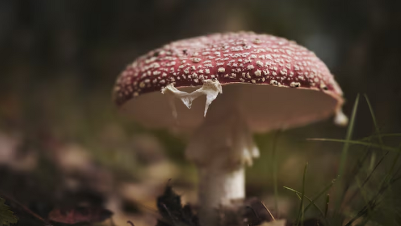 Перенес лесные грибы на свой участок: раскрываю полные тонкости осеннего «посева» для будущего урожая Первый раз я пытался «приручить» белые лет семь...