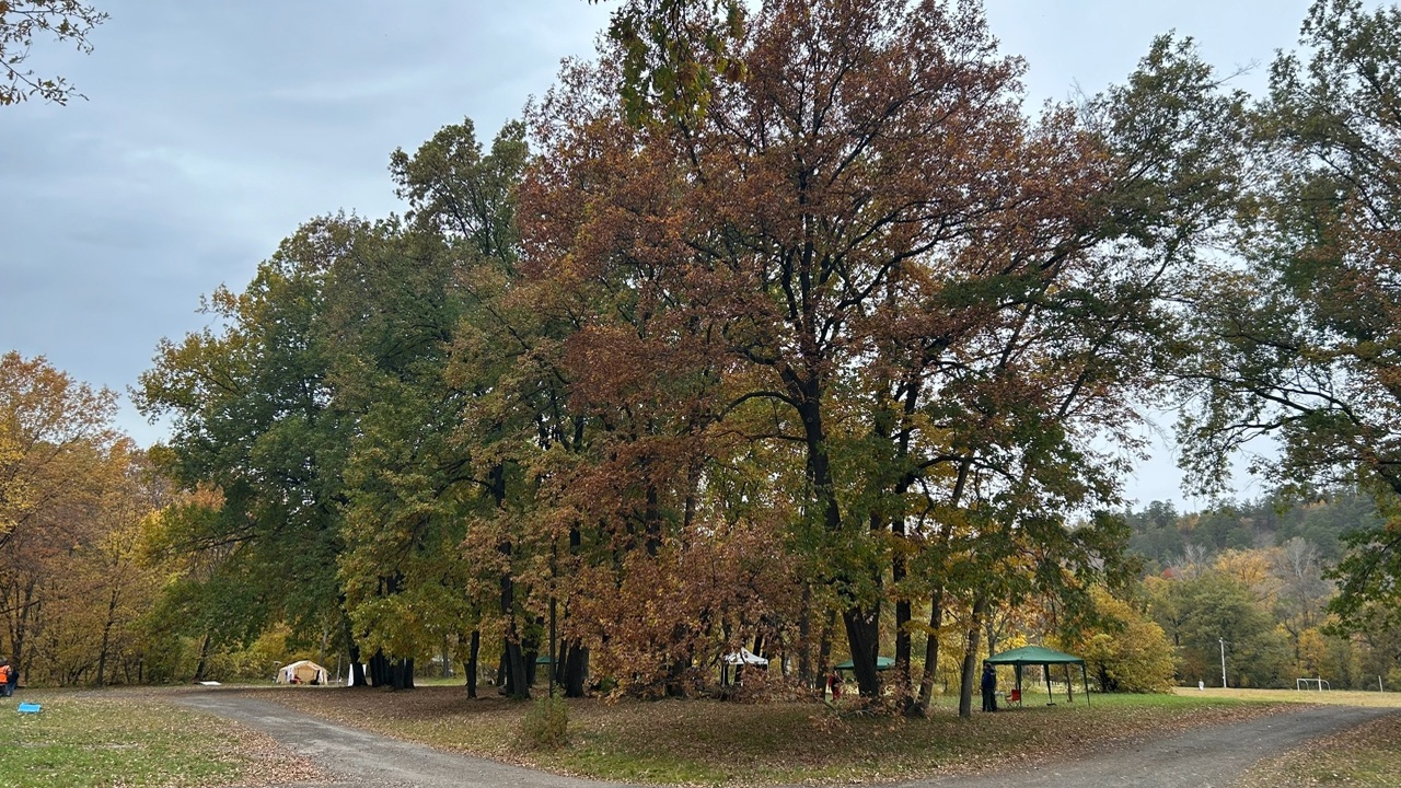 Генпрокуратура добивается возврата тысяч гектаров самарских лесов государству Верховный Суд РФ пересмотрел свою позицию