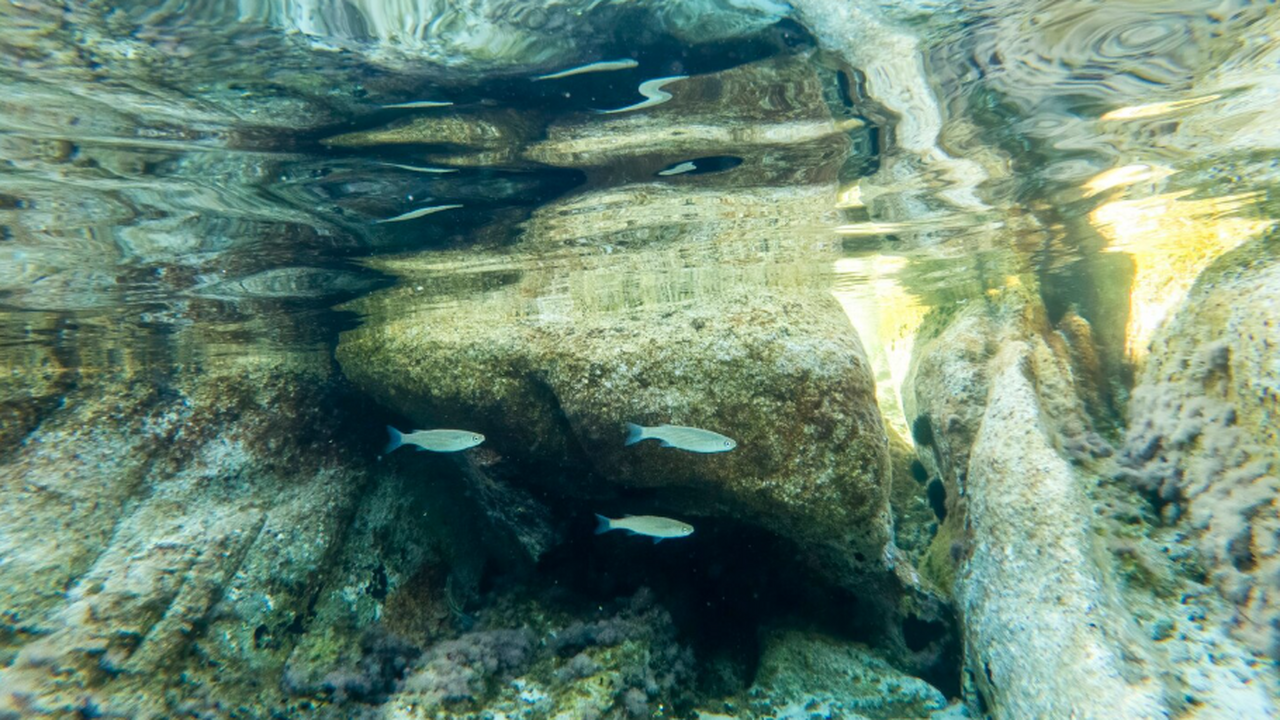 В затопленных пещерах Юкатана найден скелет воз...