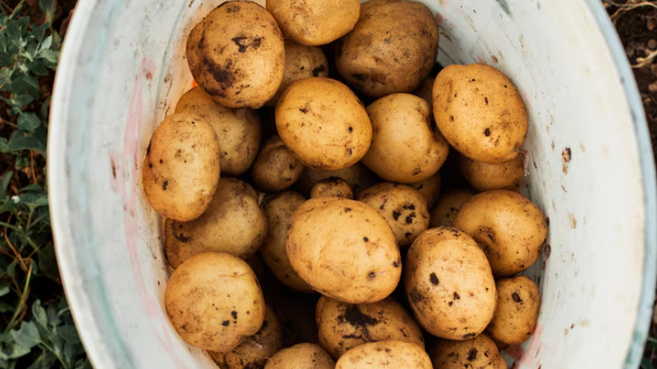 Китайские биологи разработали подход для быстро...