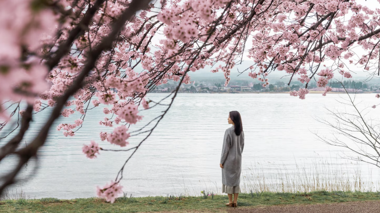Город Фудзиесида отменил фестиваль сакуры из-за...