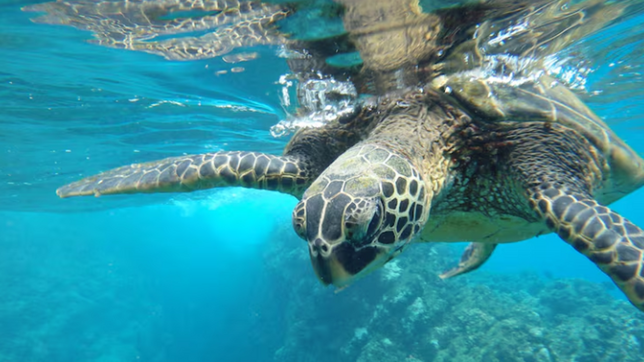 Исследование показало, что редкие морские череп...