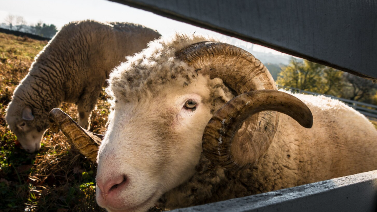 ЮНЦ РАН обнаружил на Нижнем Дону новый вид древ...