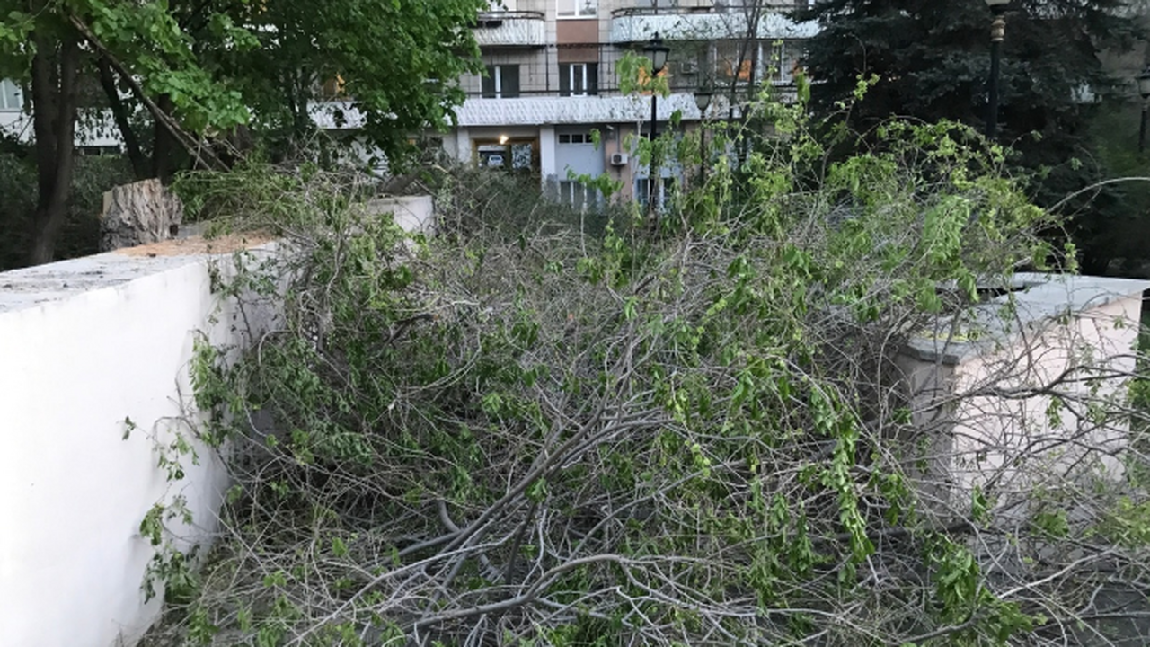 Начался пугающий древопад. В Самарской области неистово бушует штормовой ветер В Самаре утром 20 мая упавшее дерево помешало д...
