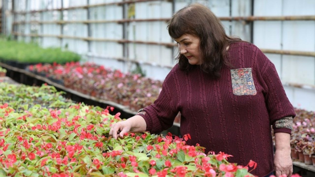 В теплицах уже готовят рассаду однолетних цветов