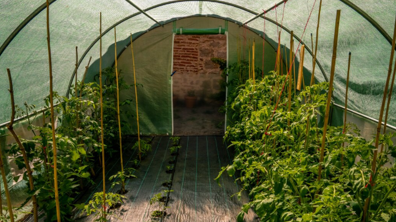 Фитофтороз легче предупредить, чем лечить. Ключ...