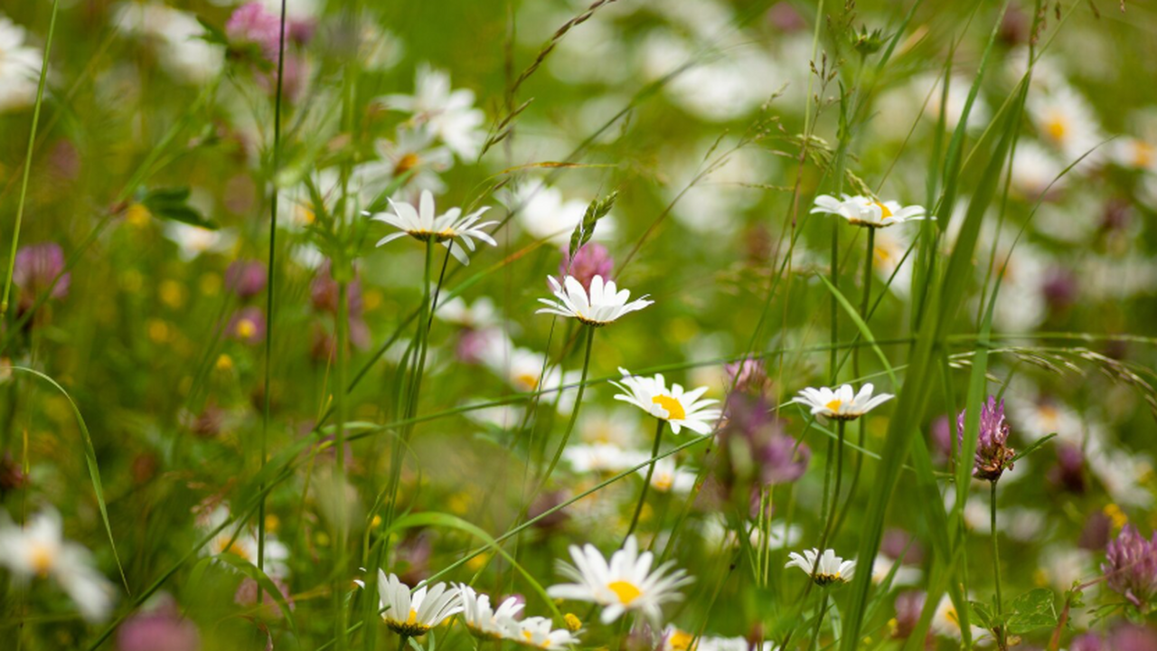 Личинки жуков-нарывников выделяют вещества, пох...