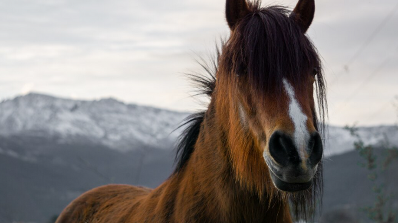В Чернобыльском биосферном заповеднике зафиксир...