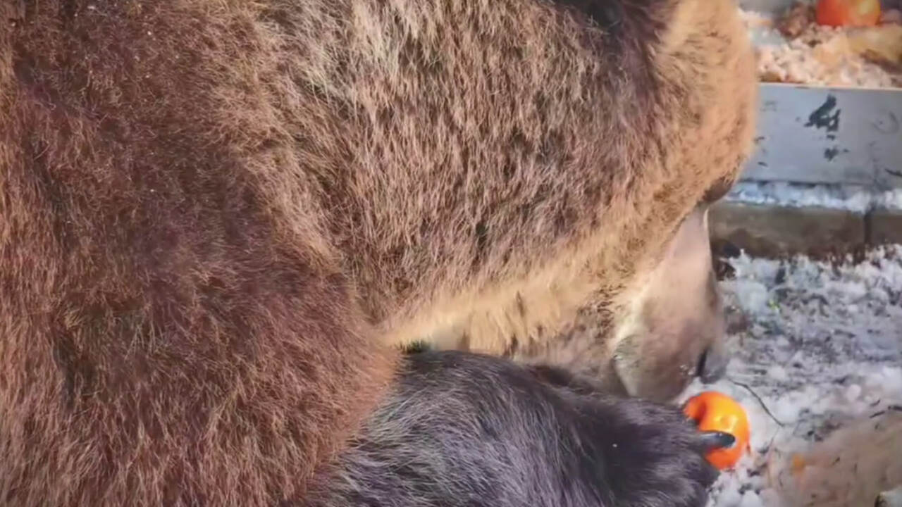 Бурый медведь Умка из Самарского зоопарка вперв...