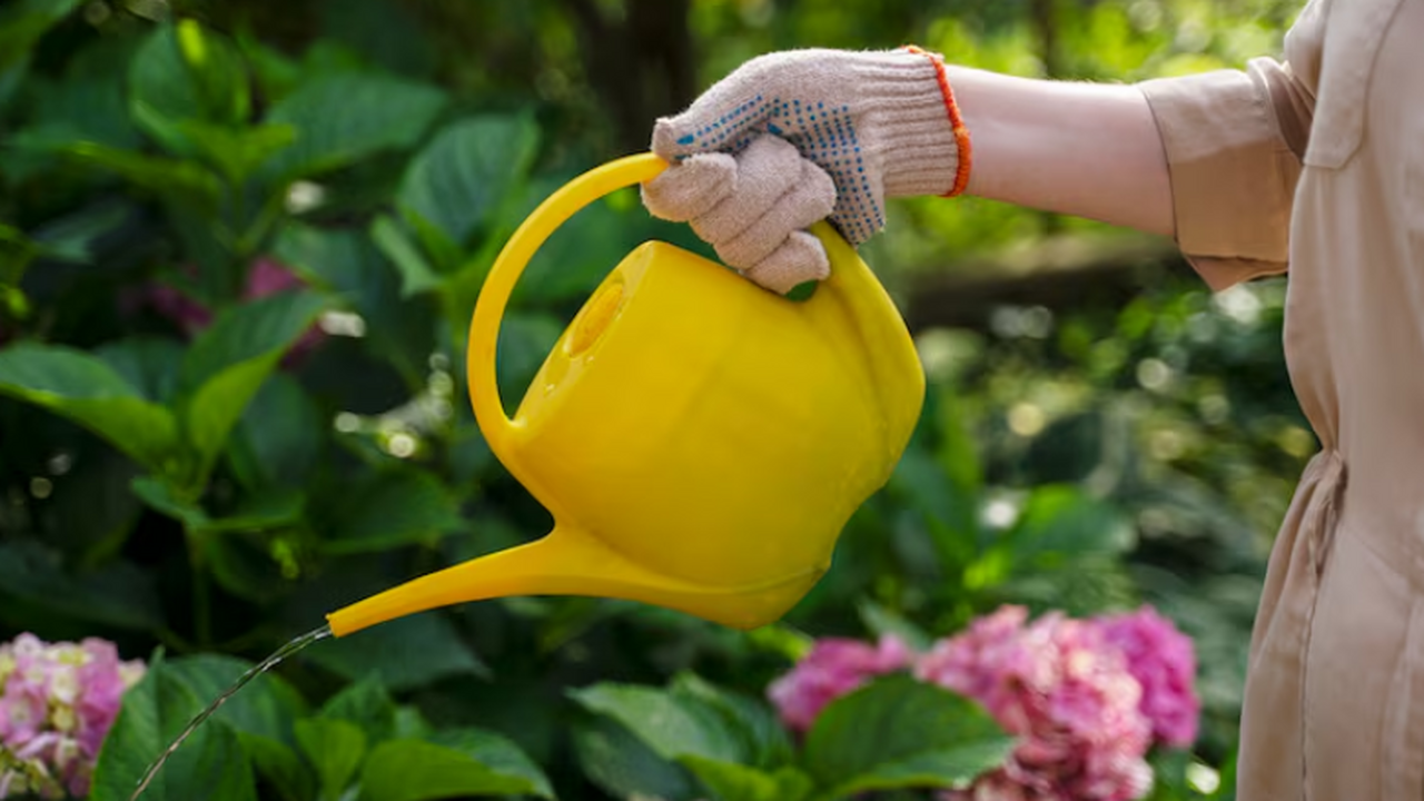 Фармацевтические остатки из сточных вод скапливаются в листьях растений Исследование Университета Джонса Хопкинса показ...