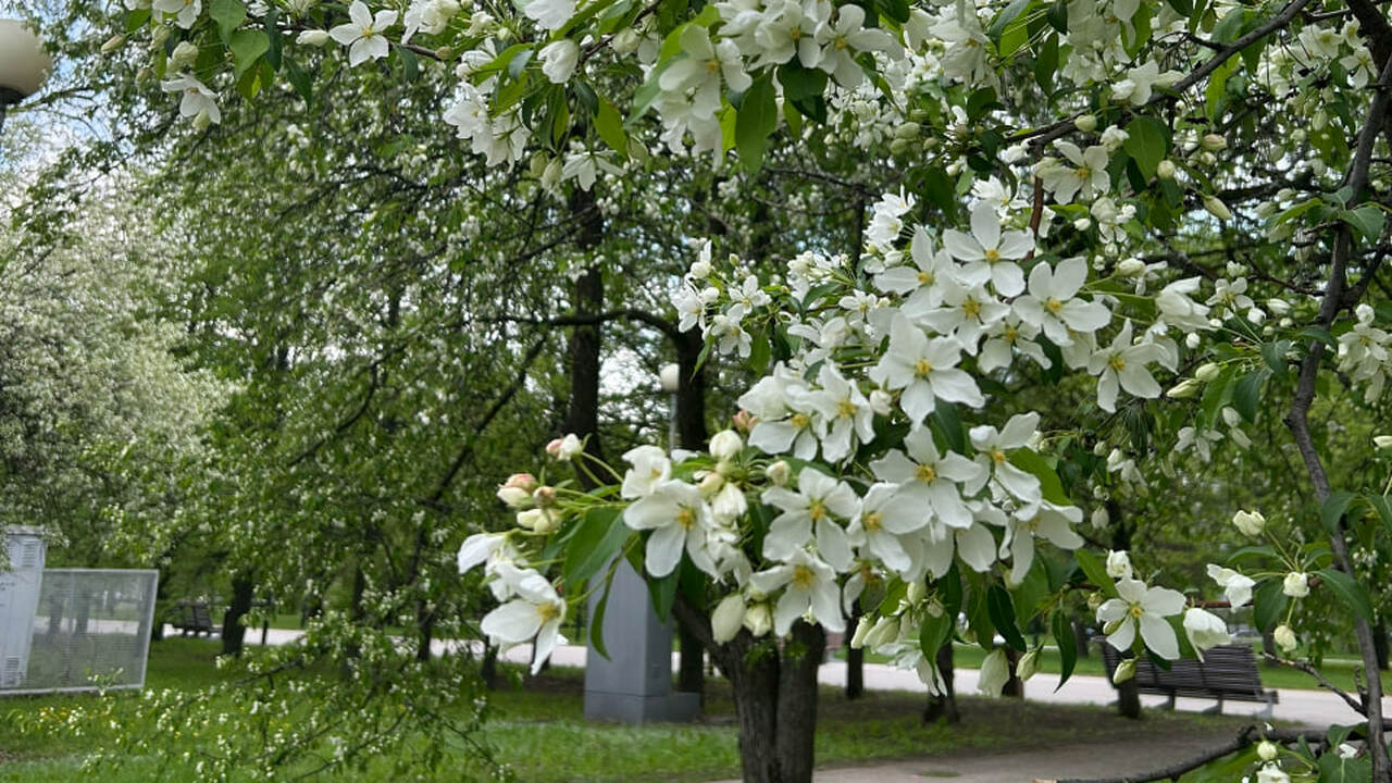 Администрация Самары ищет подрядчика для ухода ...