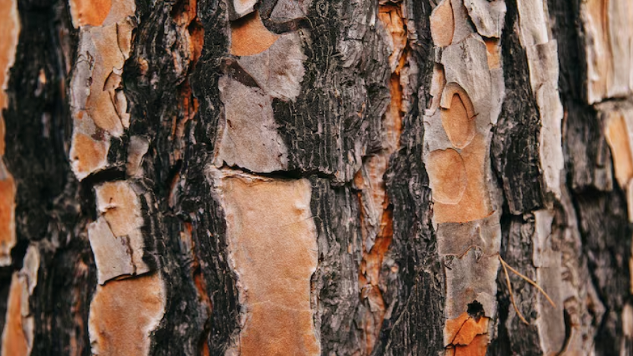 Ученые показали, что кора деревьев помогает очищать климат и воздух Группа ученых выяснила, что микробы в коре дере...