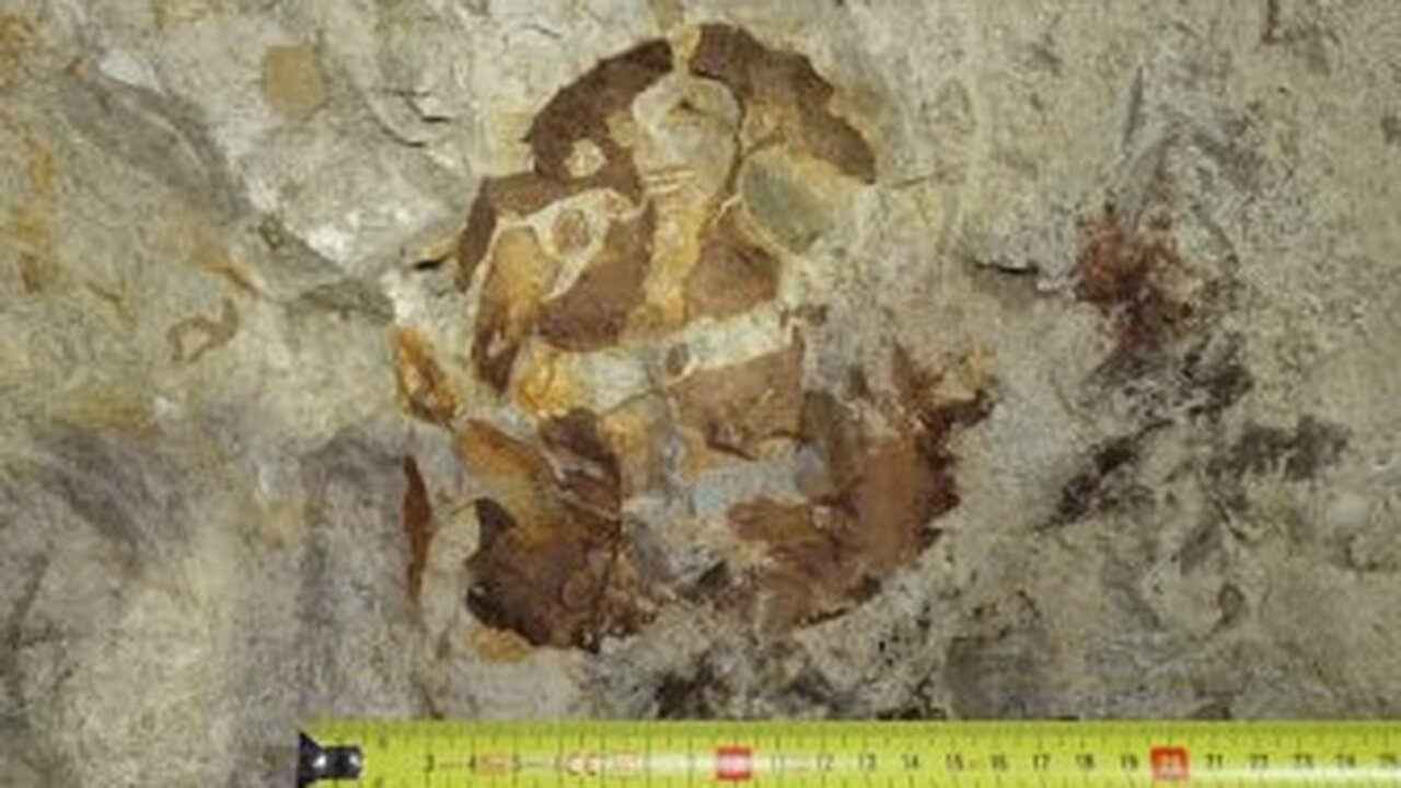 Это массивный морской хищник с мощными челюстями