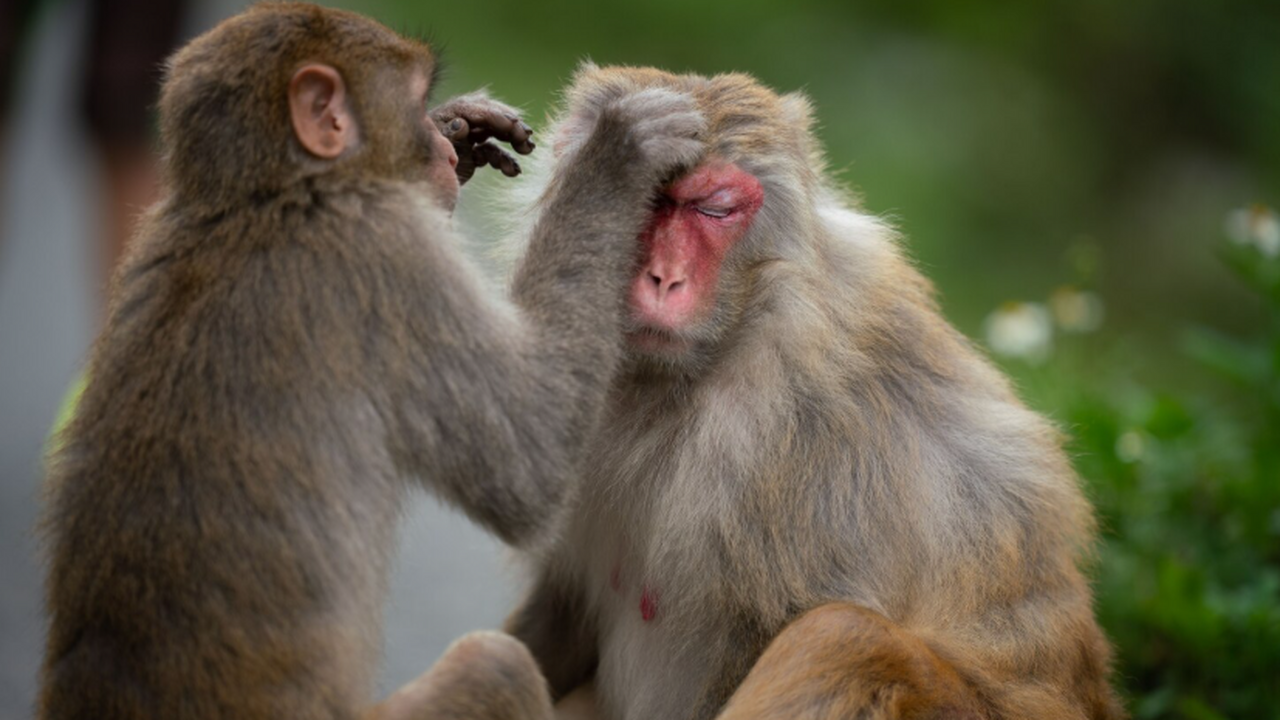 Новое исследование на обезьянах тити добавляет ...